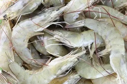 Vanamei prawns